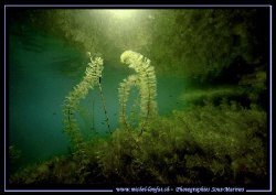 The beauty of our fresh waters and it's aquatic plants...... by Michel Lonfat 